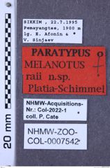 Etiketten zu Melanotus raii (NHMW-ZOO-COL-0007542)